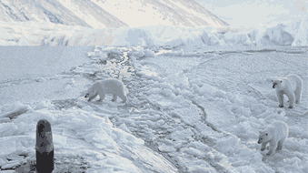 Polar bear standing on a shrinking ice floe in the Arctic Ocean, symbolizing the impact of climate change in the Arctic